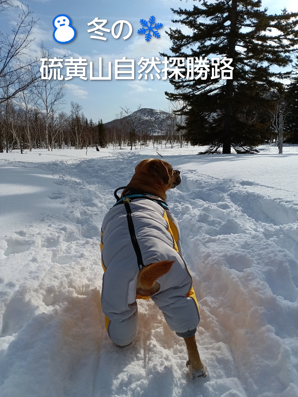 つつじヶ原自然探勝路の冬道は雪で覆われて⛄️景色の見え方も夏より50cm以上高くなっています♪『50cmも上をず〜っと歩けるなんて不思議だな〜🐾』ふぅ～それにしても💧雪上散歩は腰に来ますよ〜営業部長！健脚で息も切れませんね〜『はい！北海道向きです!!❄極寒生活✨まだまだ行くよっ♪感動〜🐾るんるんっと❄』