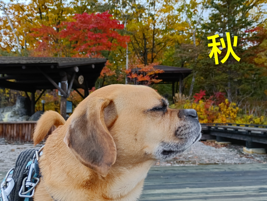 う～ん<⁠(⁠￣⁠︶⁠￣⁠)⁠>ワン♪だふる〜な秋が今年もやって来ました🍁いろいろあった１年、実りの季節☆で乾杯ですね!お散歩も!芸術の秋🐾食欲の秋🍠良く眠れる秋U-ｪ-Uzzz. . . 僕も秋を楽しんでいるよ〜♪