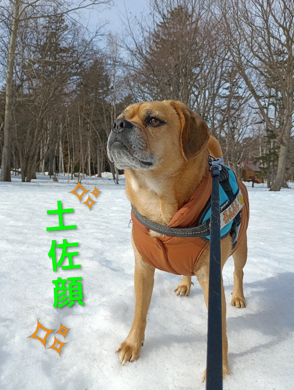 この時期、雪上散歩🐾が楽しみなんだ♪寒暖差を繰り返し圧雪された雪⛄️の上を歩くんだよ☆僕の体重なら、ズボッとハマりそうでハマらないドキドキ💗を楽しむんだ♪『あのぉ〜営業部長U⁠ ⁠´⁠꓃⁠ ⁠`⁠ ⁠Uドヤ顔が…土佐顔、ブル顔なんですけど〜😂』