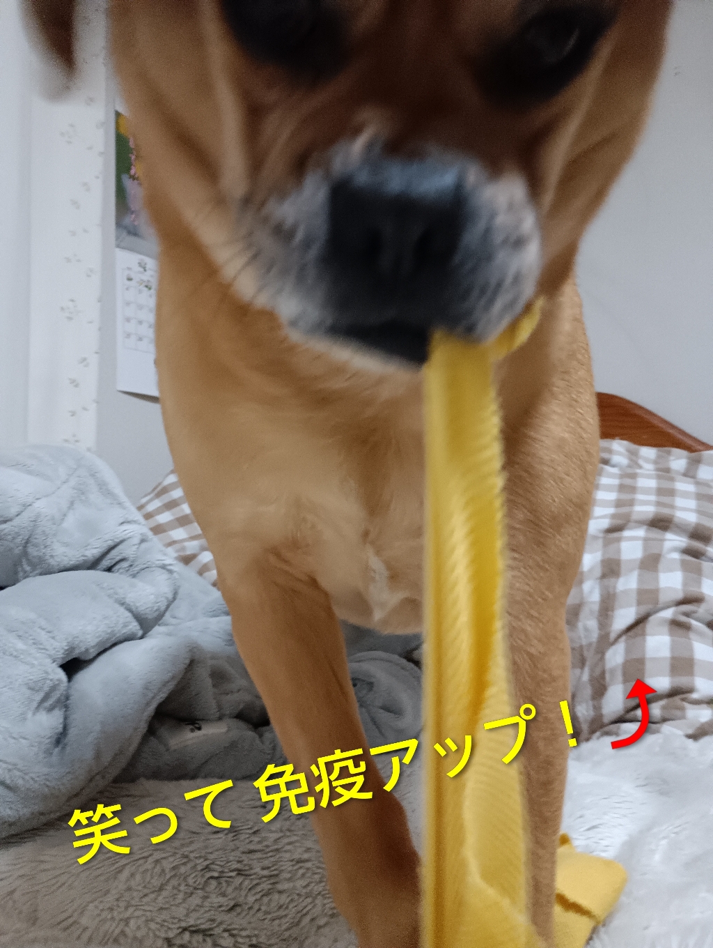 こう続く寒さ❄には営業部長！皆様に🩷ここで１つ得意技👏変顔シリーズ①をお届け致しましょうよ♪『遊びの最中の撮影は困るな〜ゾーンに入ってるんでっ🐾』営業部長😂期待以上のサービスショット(⁠≧⁠▽⁠≦⁠)💦ありがとうございます!!『ぜひ温泉♨に浸かり笑って過ごしてもらえれば♡僕は嬉しいんでっ(^^ゞ』部長〜怖っ😱