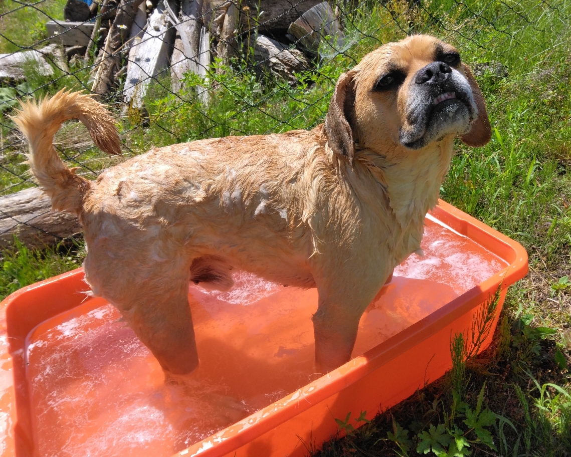 暑中お見舞い申し上げます🐾入浴シーン公開しちゃうよ🎵やっぱり夏はうぐいすの声を聞きながら🐦お庭シャンプーが気持ちいいよ～鮭の桶がシンデレラフィット☆なんだ！！サラサラのお肌とシャンプーのいい香りで皆様をお待ちしています　お触り準備OKです🎐営業部長！安あがりで助かりますっ