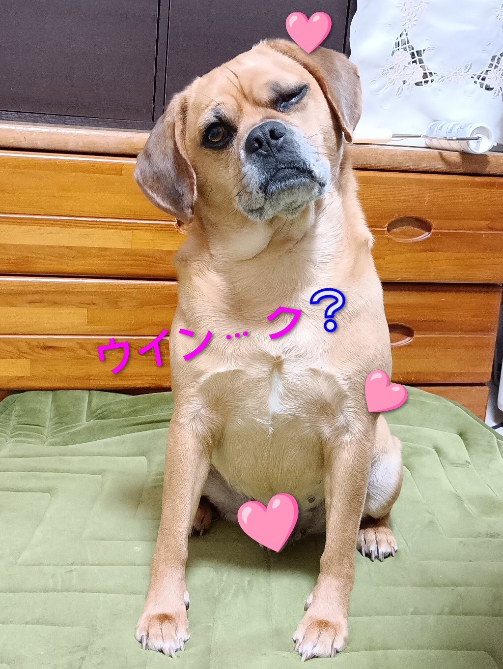改めまして、皆さん2025年もお忙しい中、足を止めてたくさんかまってくれて(⁠人⁠ ⁠•͈⁠ᴗ⁠•͈⁠)声を掛け笑顔をくれて本当にありがとうございました!!また来年も店先に立たせてもらいますので🐾お手手を揃えてどうぞ宜しくね☆よいお年をお迎え下さい♪
