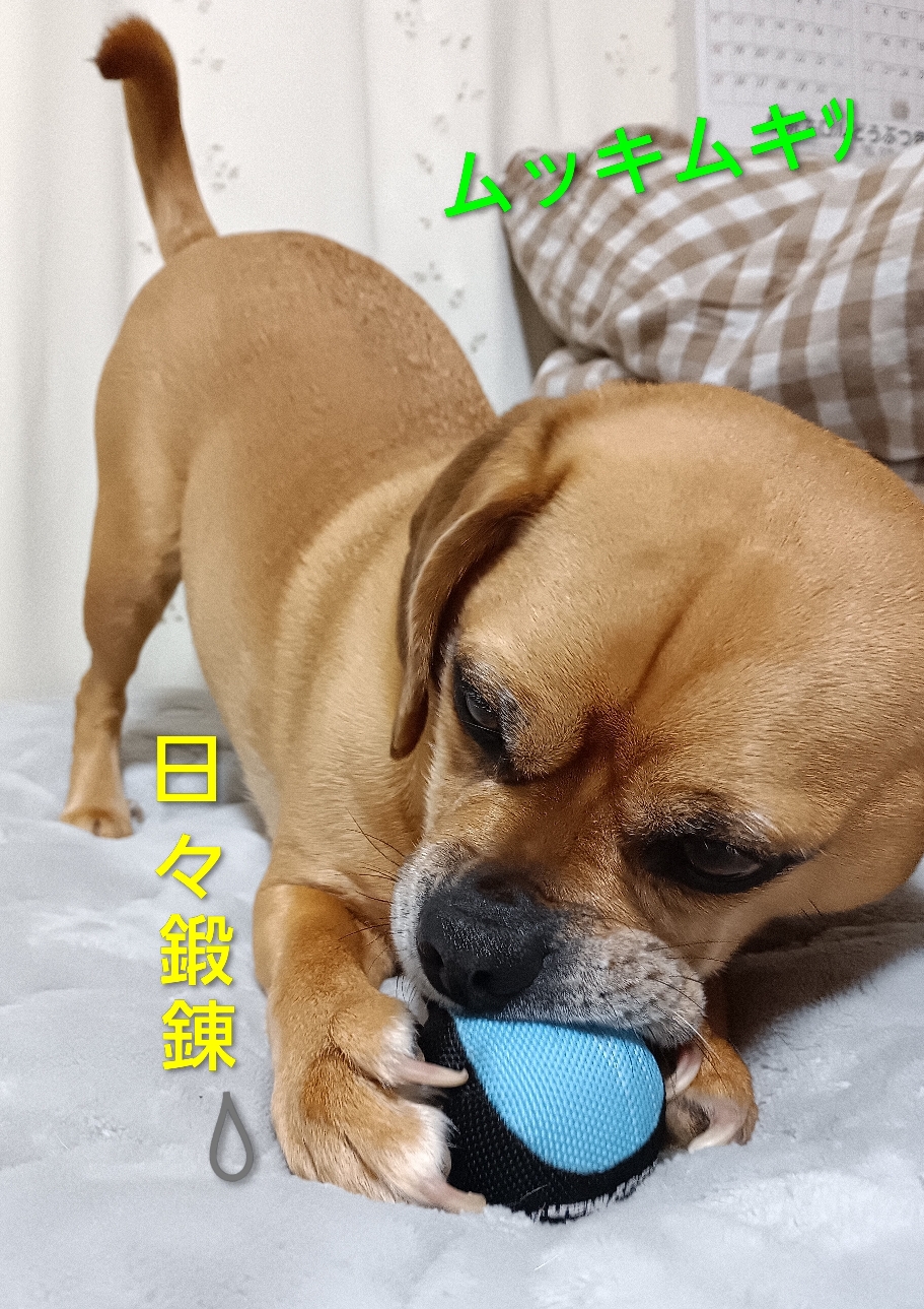 トレーニング好きな営業部長、近頃パワーアップ⤴️してますよね👀トレーニング🔁肉体美、この無限ループ♾️一体どこへ向かい、いつ終わるのでしょう、、💧欲しかったわんこのタイプこういうのだったかしら??育て方を間違えたかしら??『考え過ぎるな!!道は間違ってないぞっ！むしろ感謝が足らないっ🐾』😂ハァそうですかね…部長、やっぱ感謝ですか〜💖