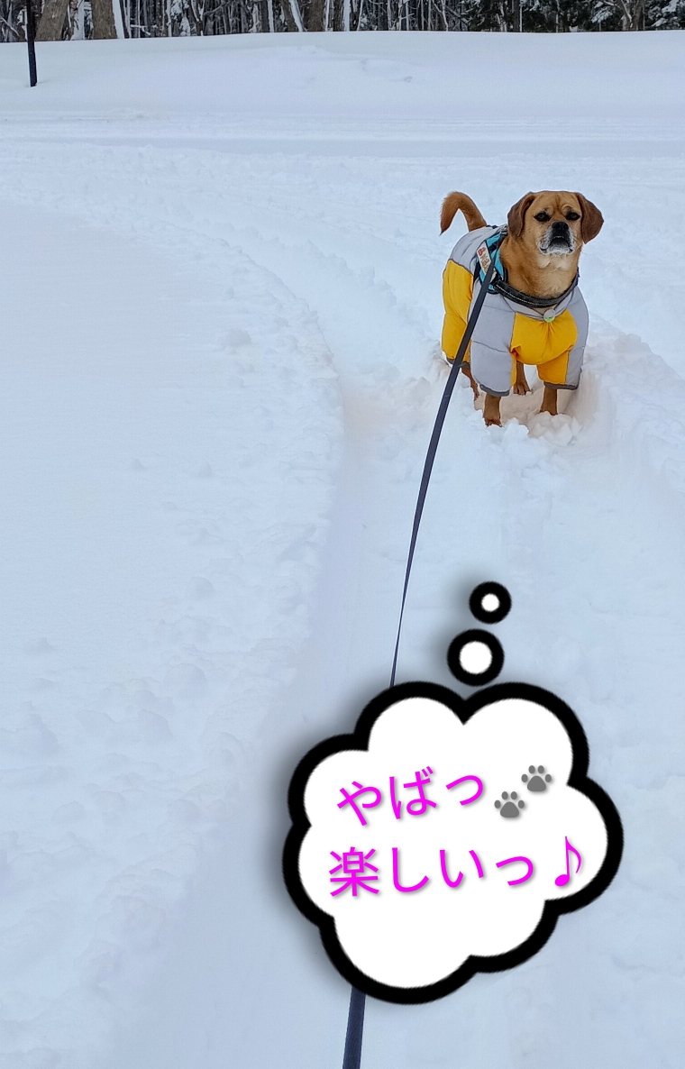 久々に降ったんですよ⛄️バス🚌さんのタイヤの跡が僕にはぴったりなサイズで🐾このフィット感が♪やばっ！犬にしか分からないだろうな〜この楽しさっ♪今年はあと何回⛄️雪の奴と遊んでやれっかな〜なっかなか楽しい奴なのさっ『部長!今年は友情♡が芽生えたようですね(笑)』