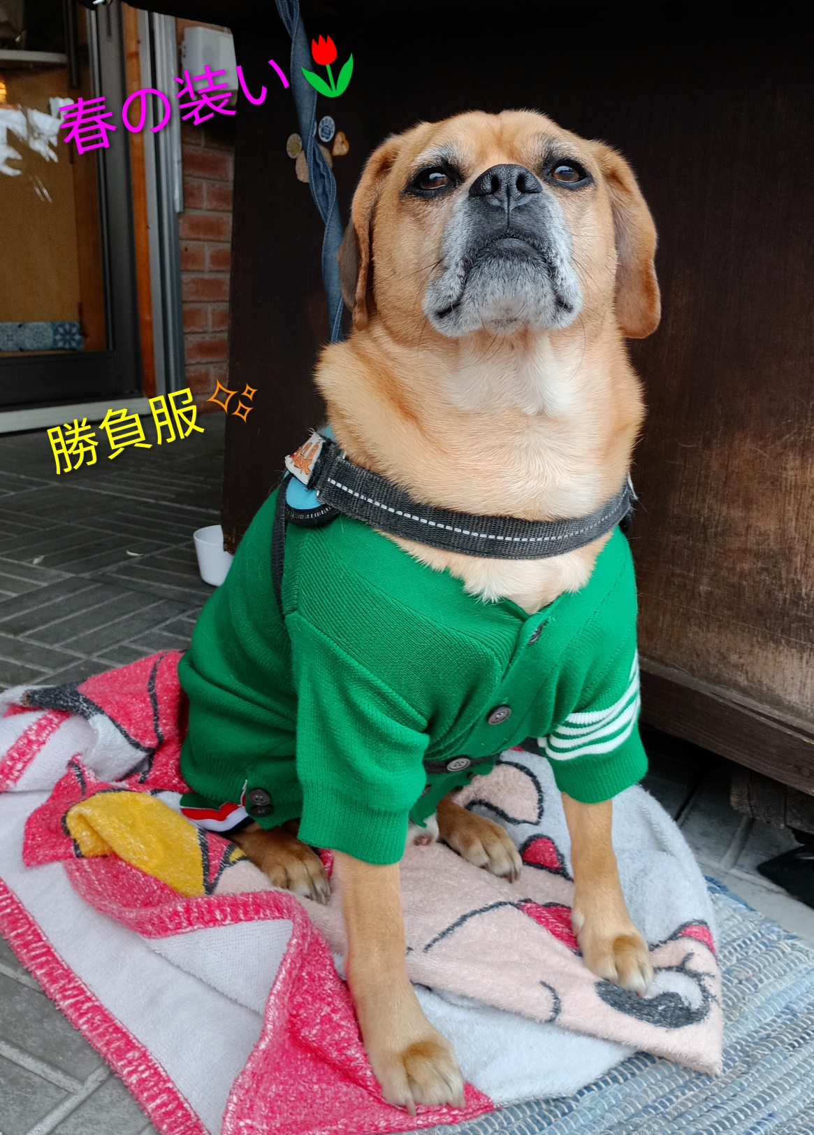 今年はカーディガン✨でシックな僕をお見せしちゃうよ♪新緑がきれいな🌿素敵な5月が始まったよ💚『部長！珍しくカメラ目線くれますね〜』記念撮影OKだよ♪ハイっ次の方〜列んで〜列んで〜(⁠ ⁠˘⁠ ⁠³⁠˘⁠)⁠♪