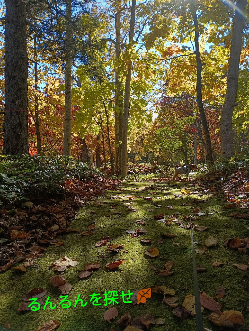るんるんを探せ!秋🍁この景色すてきでしょう(⁠ ⁠˘⁠ ⁠³⁠˘⁠)⁠僕は大自然に溶け込めるんだ！どこにいるかわかるかな〜正解者にはご来店時にプレゼントをご用意しています🎁『営業部長！急いで用意しなくちゃっ💦』秋は駆け足で過ぎちゃうからね♪