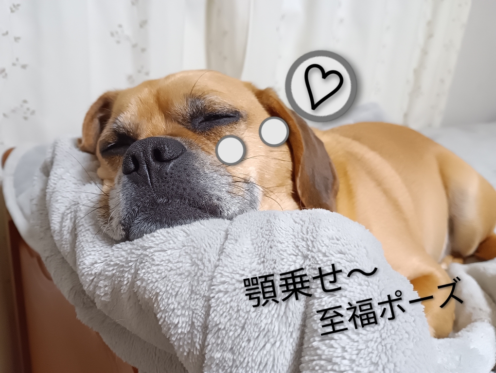 時間を気にしない幸せなお昼寝は大事です(。-ω-)zzz. . .ﾑﾆｬﾑﾆｬzzzｽｰﾋﾟｰzzzｸﾁｬｸﾁｬ。。ｽｰﾋﾟｰzzz『寝起きのぐっすり寝てしまったお顔zzz. .  (。ﾟωﾟ) ﾊｯ!幸せホルモン出てますよね～✨』U^ｪ^U皆さんもお試し下さい🐽