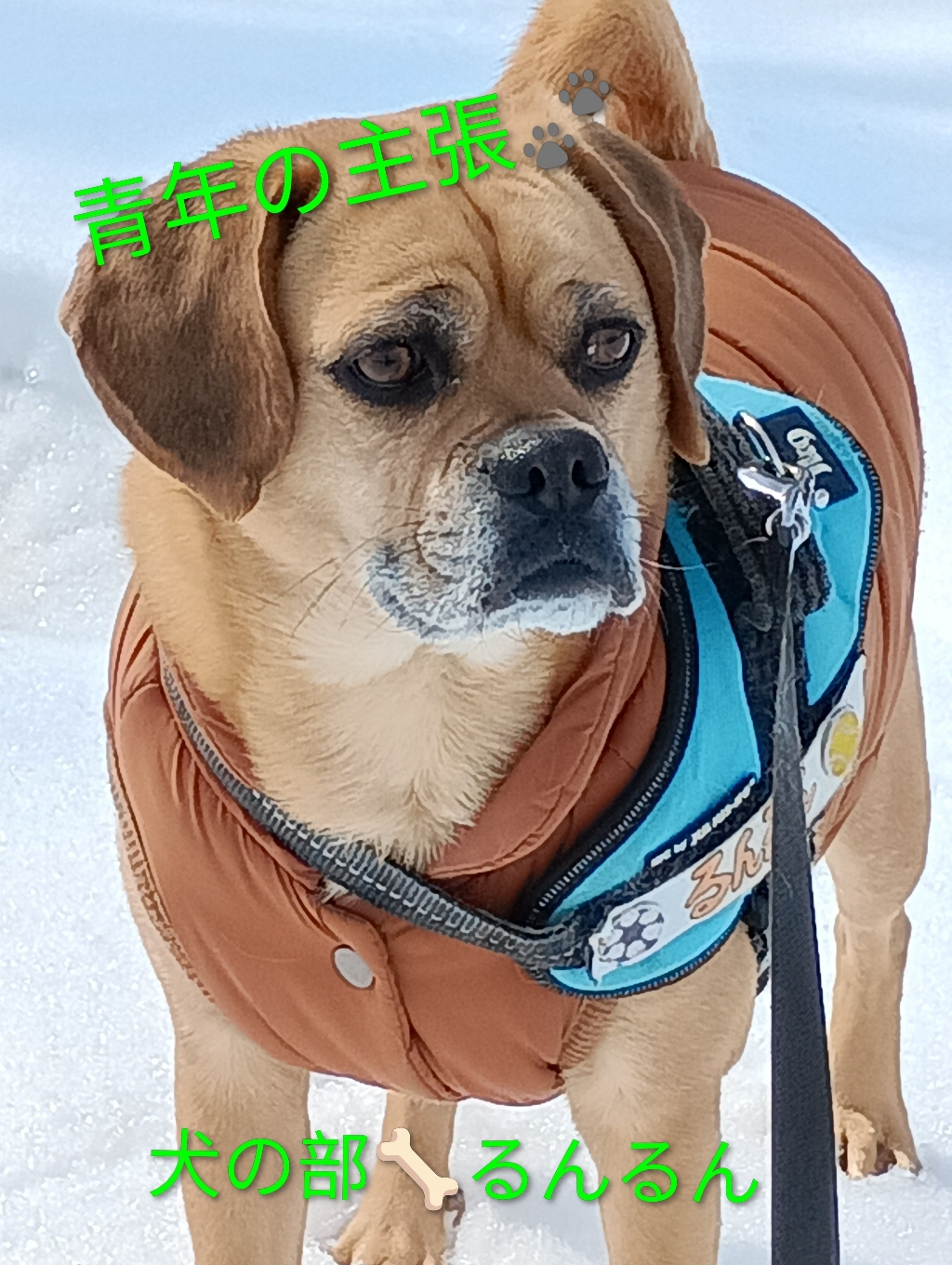 『お散歩は質の時代🐾』クン活で🐩🐶臭いをたっぷり調査してます♪土やデッキ、雪やアスファルトを肉球で確かめてます🐾立ち止まった時は風や太陽☀季節の香りを堪能し、一緒に歩いて愛されている幸せを味わっています🎵だから、忙しい💦早く!!寒い!!って引っ張らないで欲しいんですっ❕️犬にも質の時代が来ています☝️『部長、明日もご一緒させて頂きますね😰』