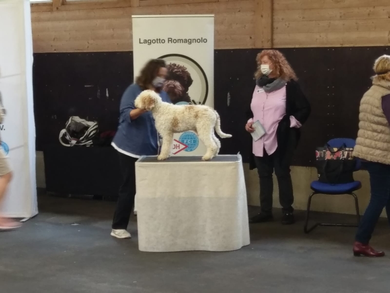 Curly Coats Lagotto Romagnolo Letzte Neuigkeiten Curly Coats Lagotto Romagnolo Zuchter Des Italienischen Wasserhundes