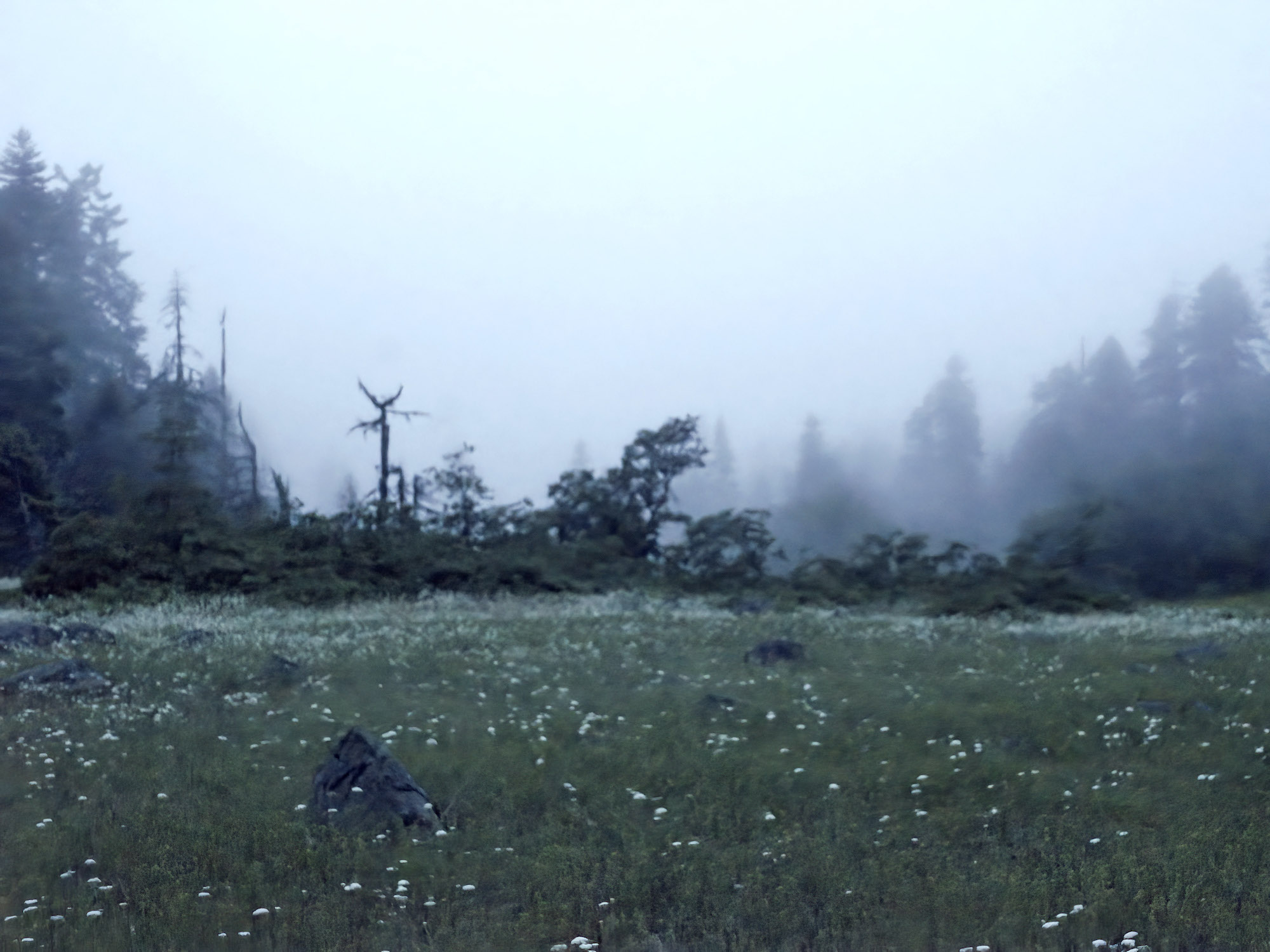 Dense Fog, Cascade-Siskiyou National Monument, Jackson County, Oregon, 2019. Inkjet print, 34x44", edition of 11