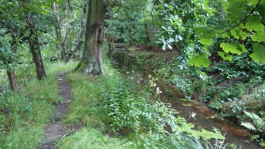 wiesenweg im NSG boberger niederung