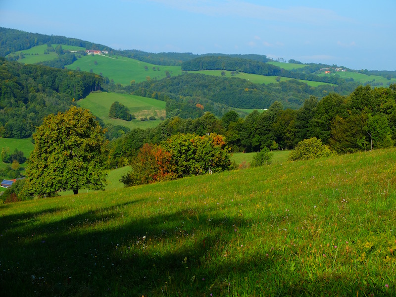 links der "Vogelbaum", Mitte der "Blitzbaum" und rechts schaut "Pisa" hervor