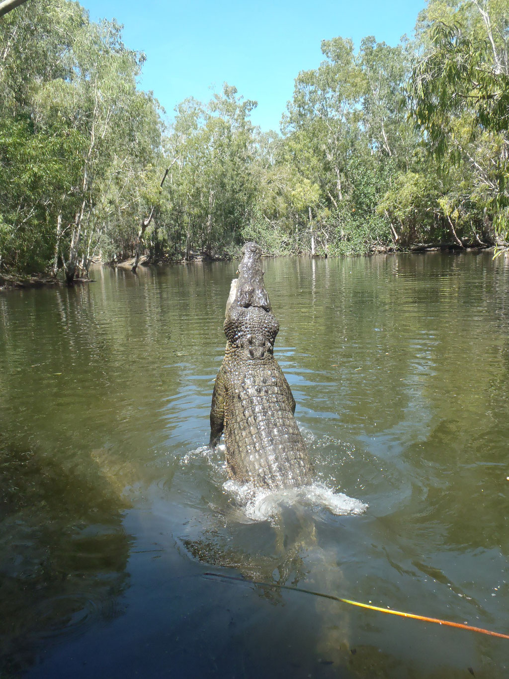 les crocodiles peuvent sauter 3 mètres hors de l'eau !