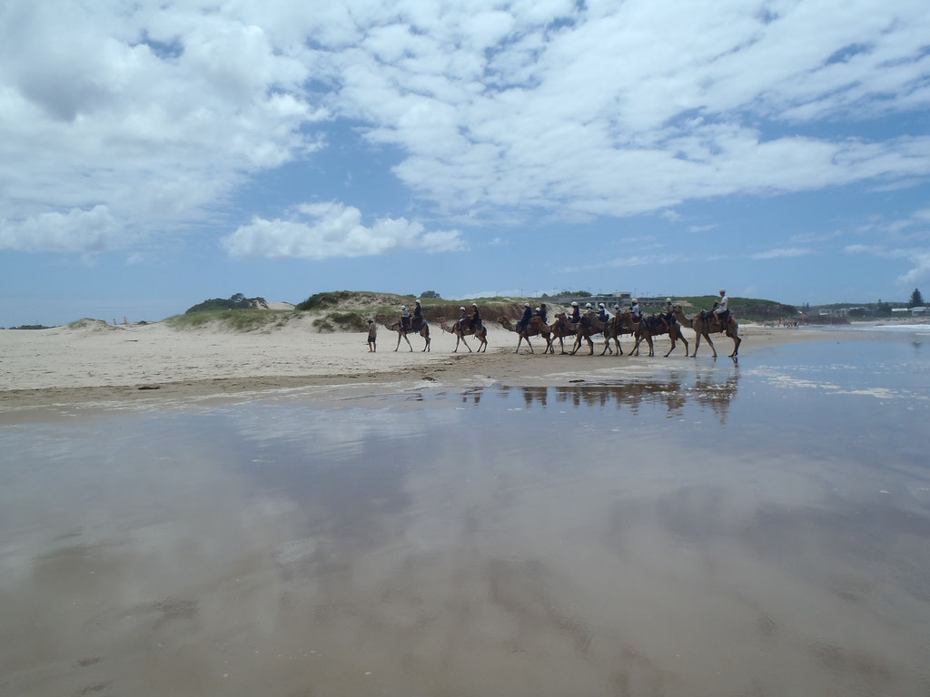 balade à dos de chameaux à Anna Bay