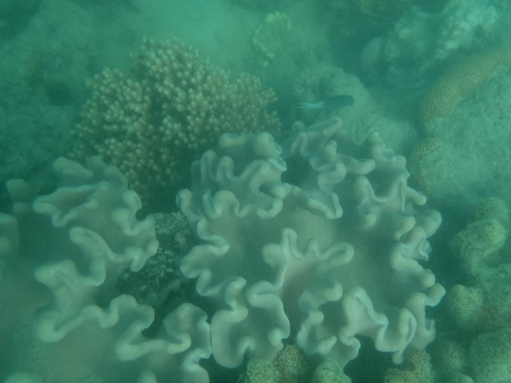quelques coraux