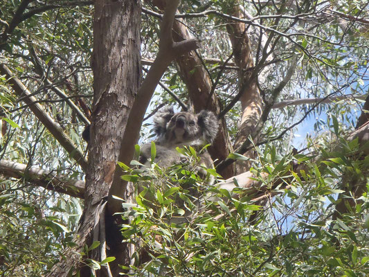 nos amis les koalas