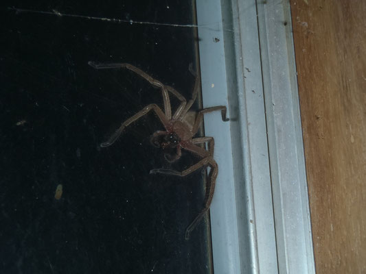 une araignée huntsman dans la maison ... innofensive mais dégueulasse !