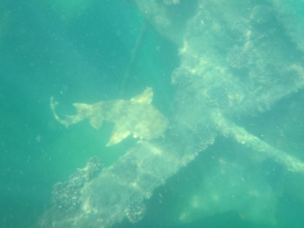 snorkeling dans les épaves : le requin !