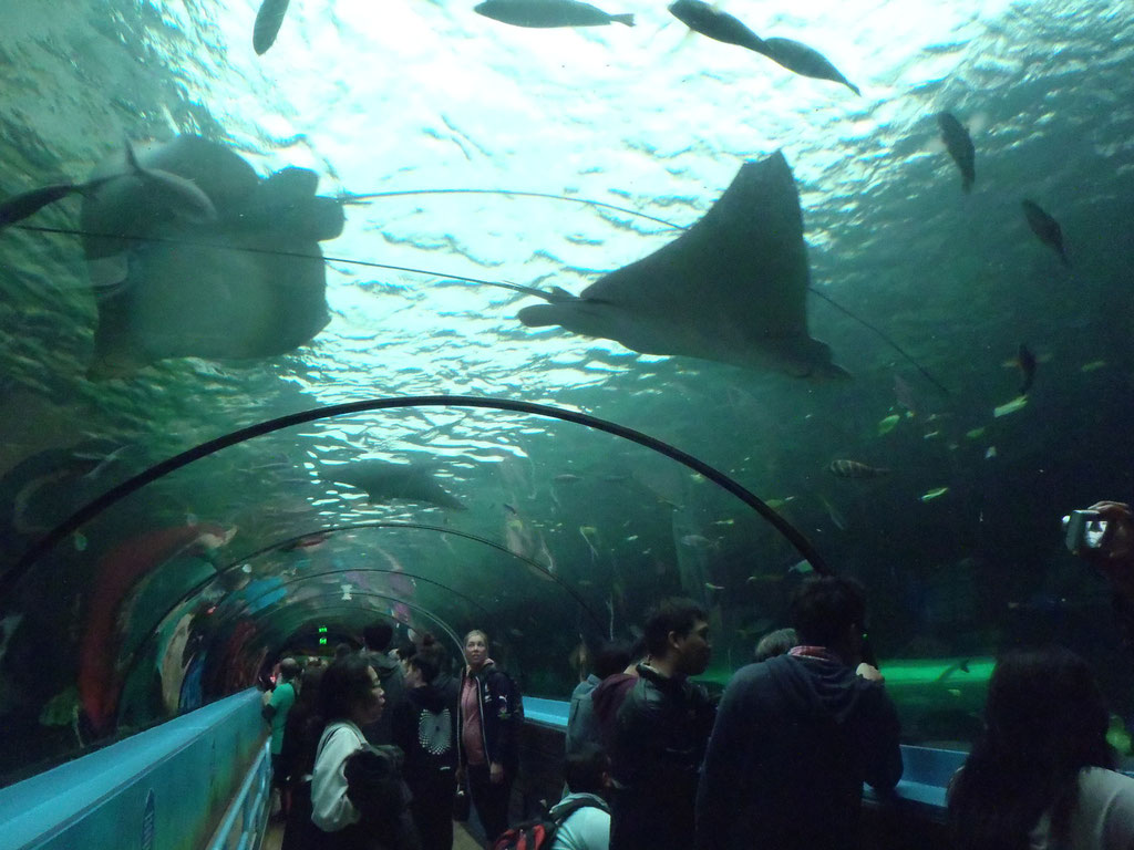 un des tunnels du Sydney aquarium