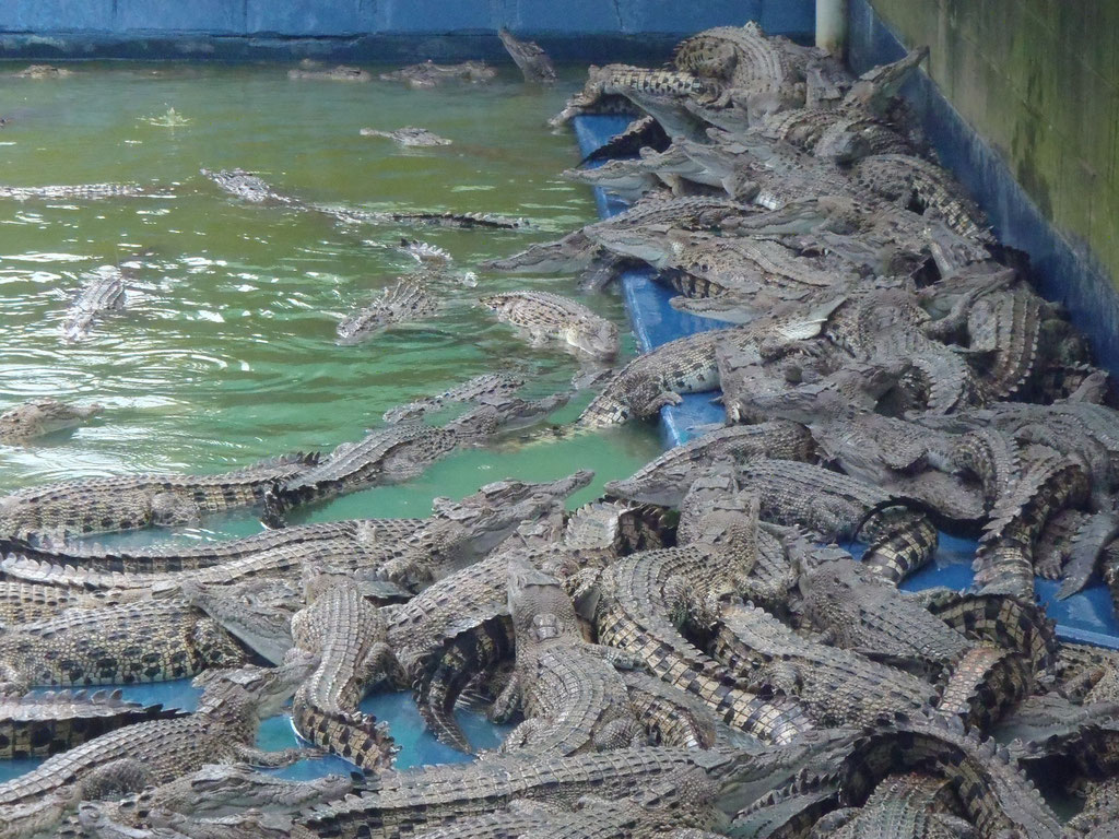 l'élevage de crocos pour leur peau