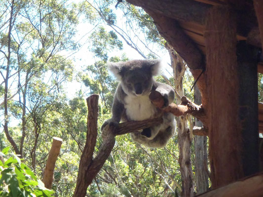 l'hôpital des koalas
