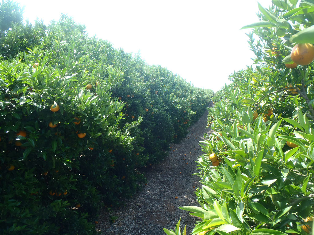 champ de mandarines