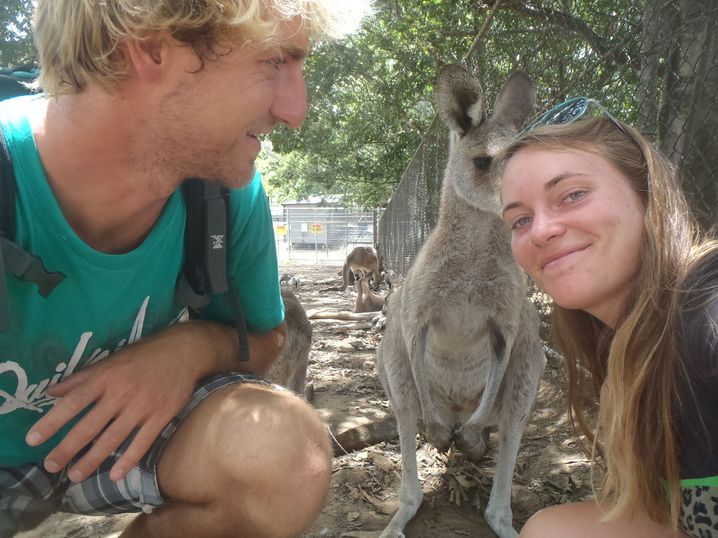 nos amis les kangourous !