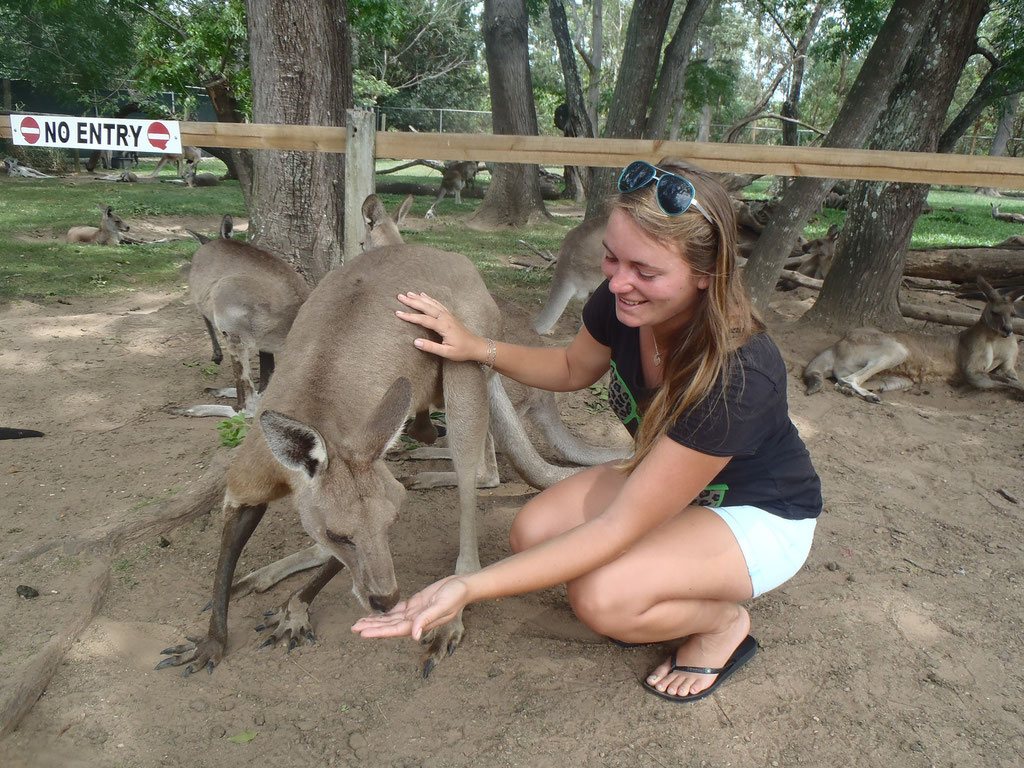 nos amis les kangourous !