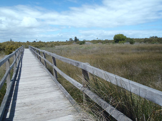 balade au bord de la mangrove