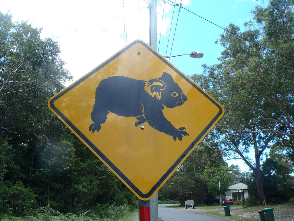 attention aux koalas