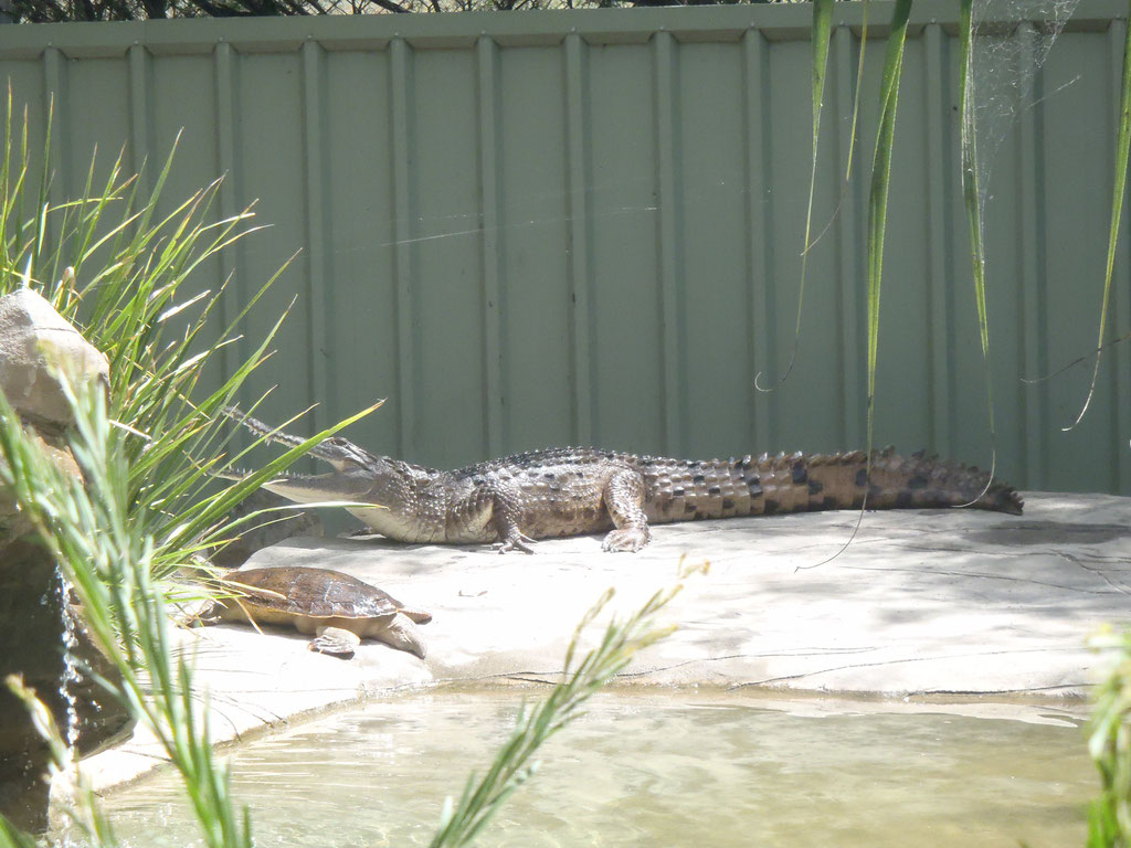 crocodile et tortue
