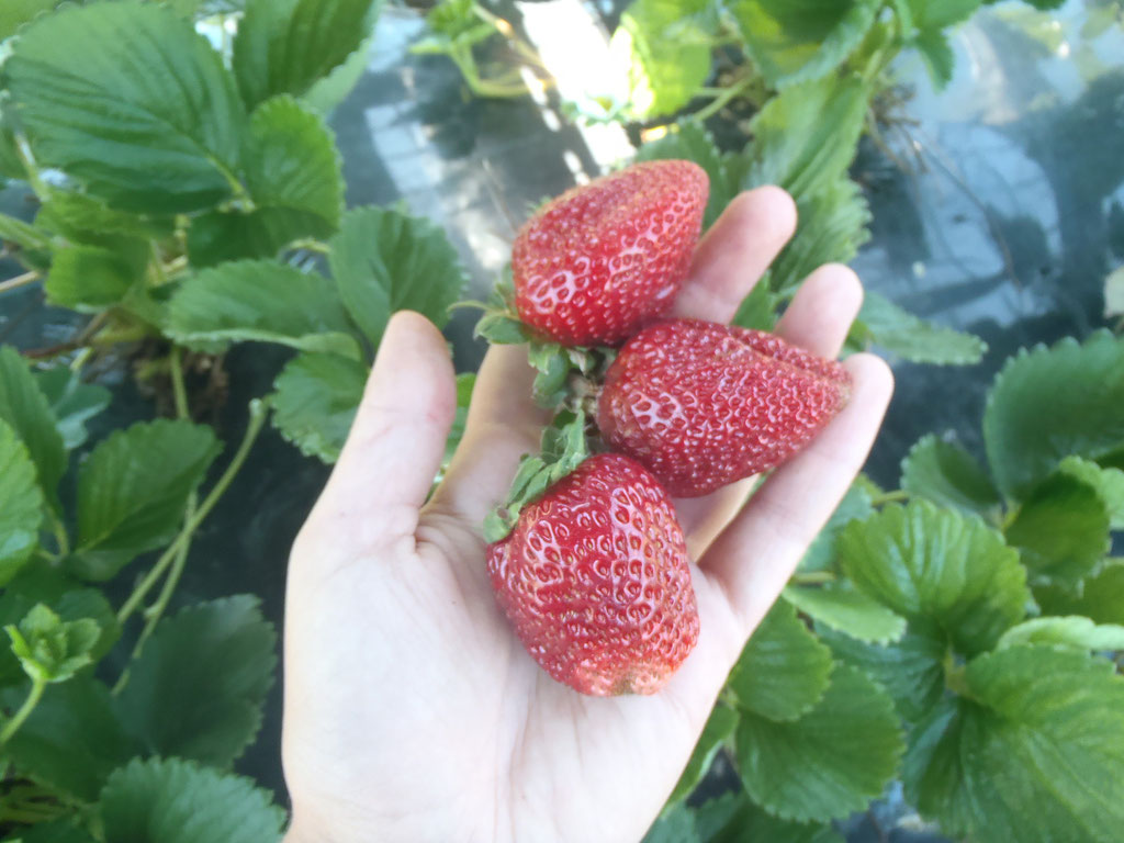 miam les jolies fraises !