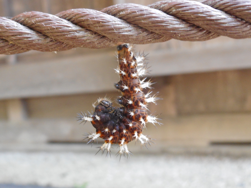 ルリタテハ - 横浜市天王森泉公園 ‐公式ホームページ‐