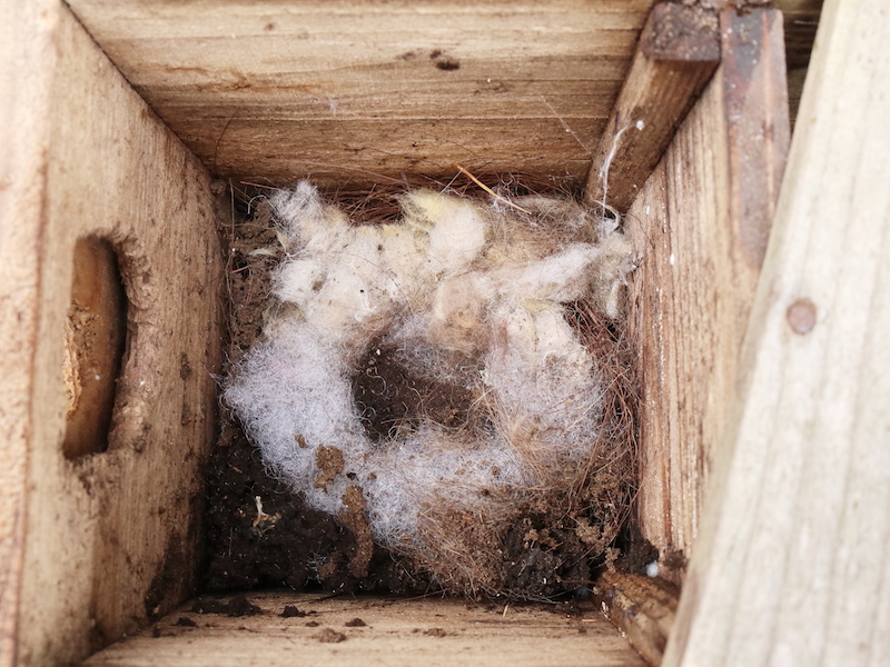 木製　巣箱 ◍木材：JK2「自分で創るきのかたち／鳥の巣箱」┃Bird's nest for