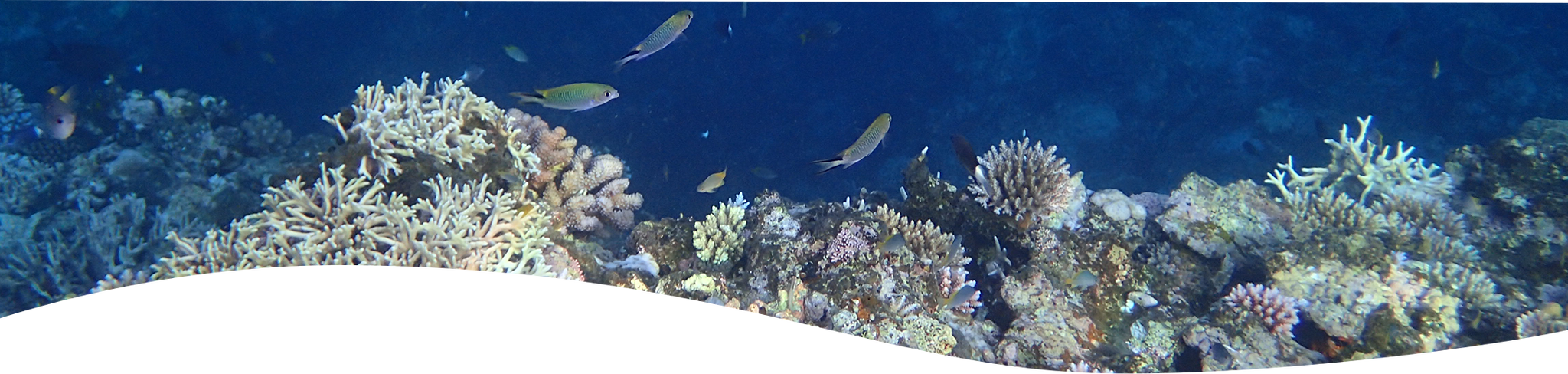 サンゴ礁と魚