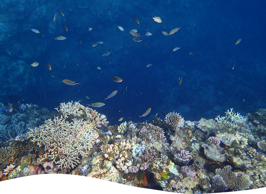 サンゴ礁と魚