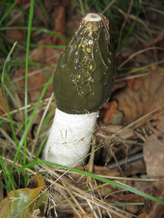 Stinkmorchel (Phallus impudicus) mit olivgrüner Gleba.