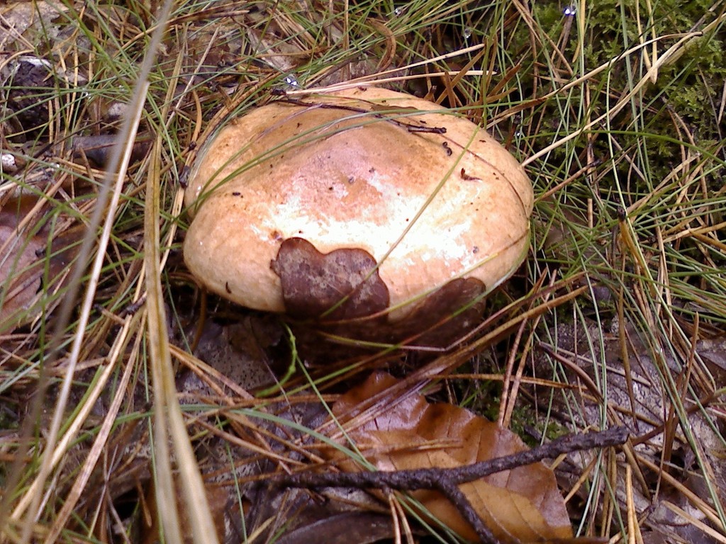 Kahler Krempling Natur Im Barnim