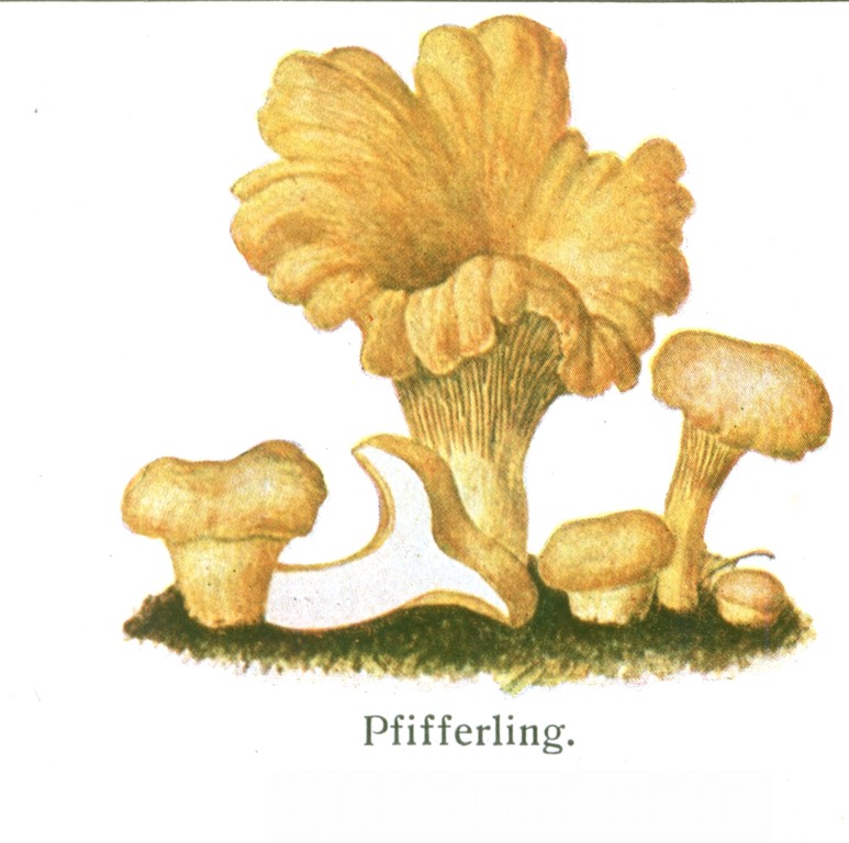 Pfifferling, Eierschwamm (Cantharellus cibarius).