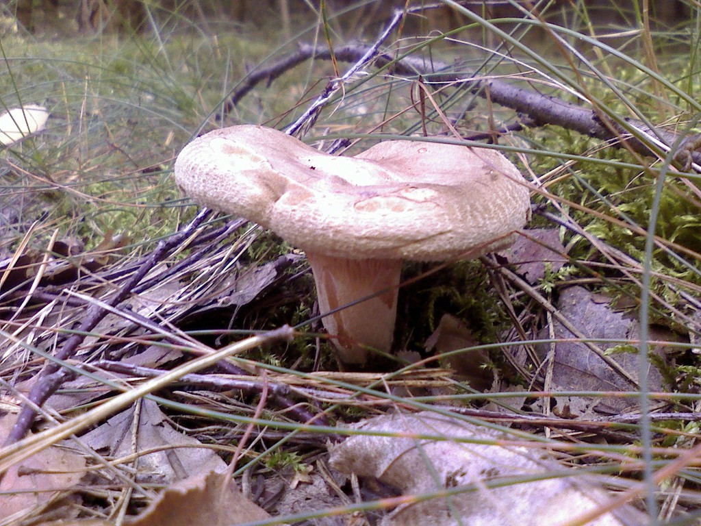 Kahler Krempling (Paxillus involutus).