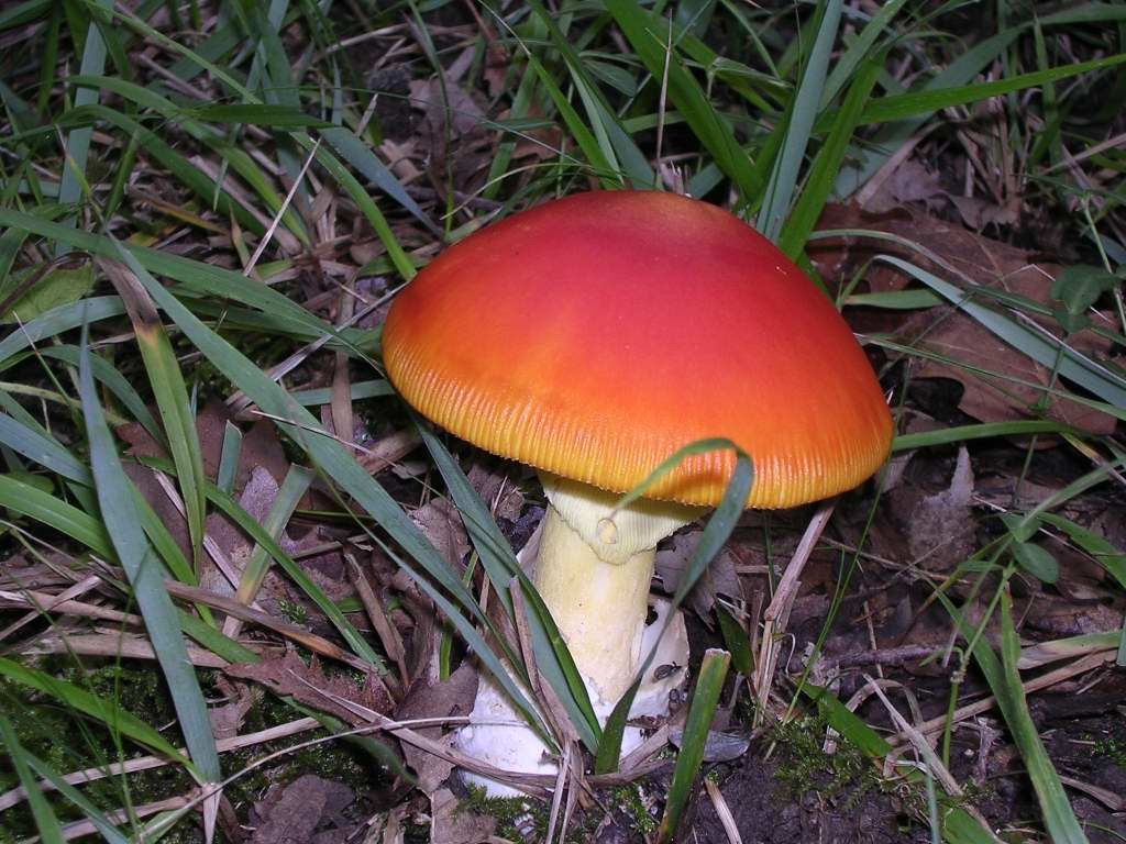 Amanita caesarea. (Foto : Grmica, Lizenz: GNU General Public License, Vers. 3)