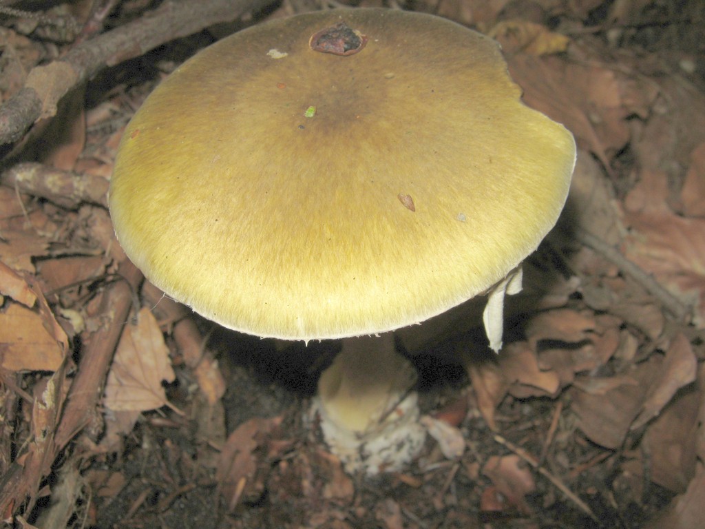 Eingewachsen radial-faserige Hutoberfläche im typischen Grünton. Grüner Knollenblätterpilz (Amanita phalloides)