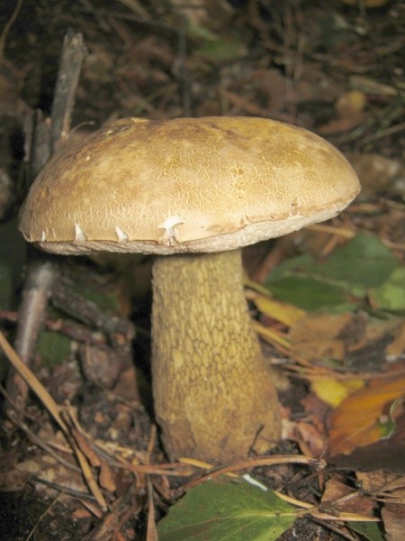 Gallenröhrling (Tylopilus felleus)