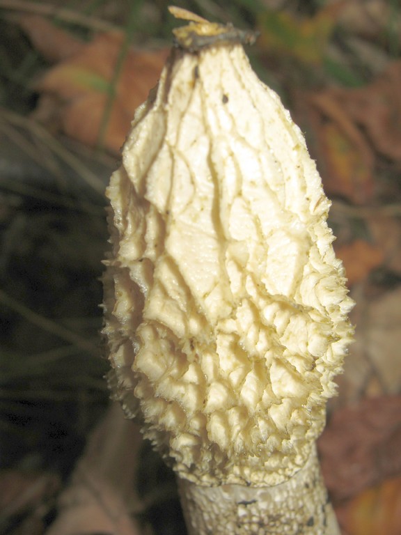 Kappenartiger Hut der Stinkmorchel (Phallus impudicus) ohne Gleba.