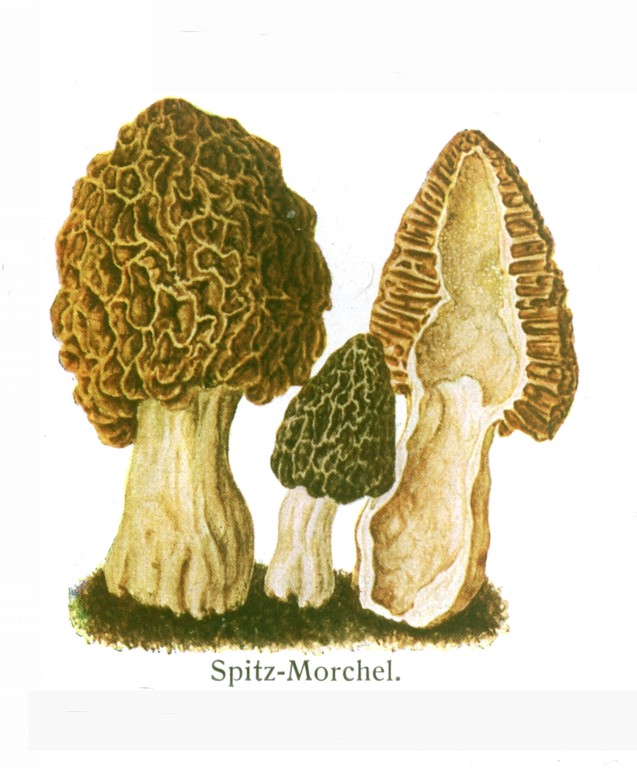 Spitzmorchel (Morchella elata).