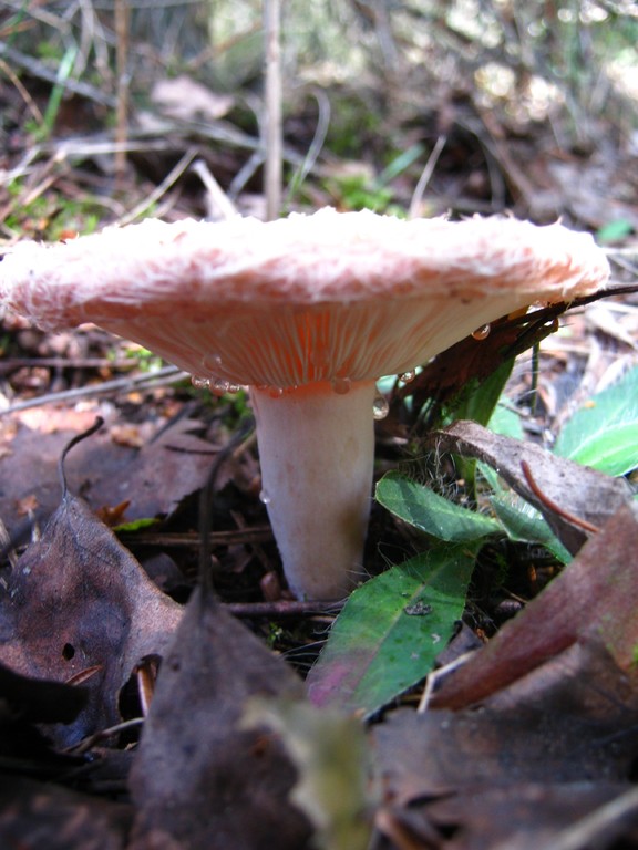 Birkenreizker (Lactarius torminosus): Stiel und Lamellen.