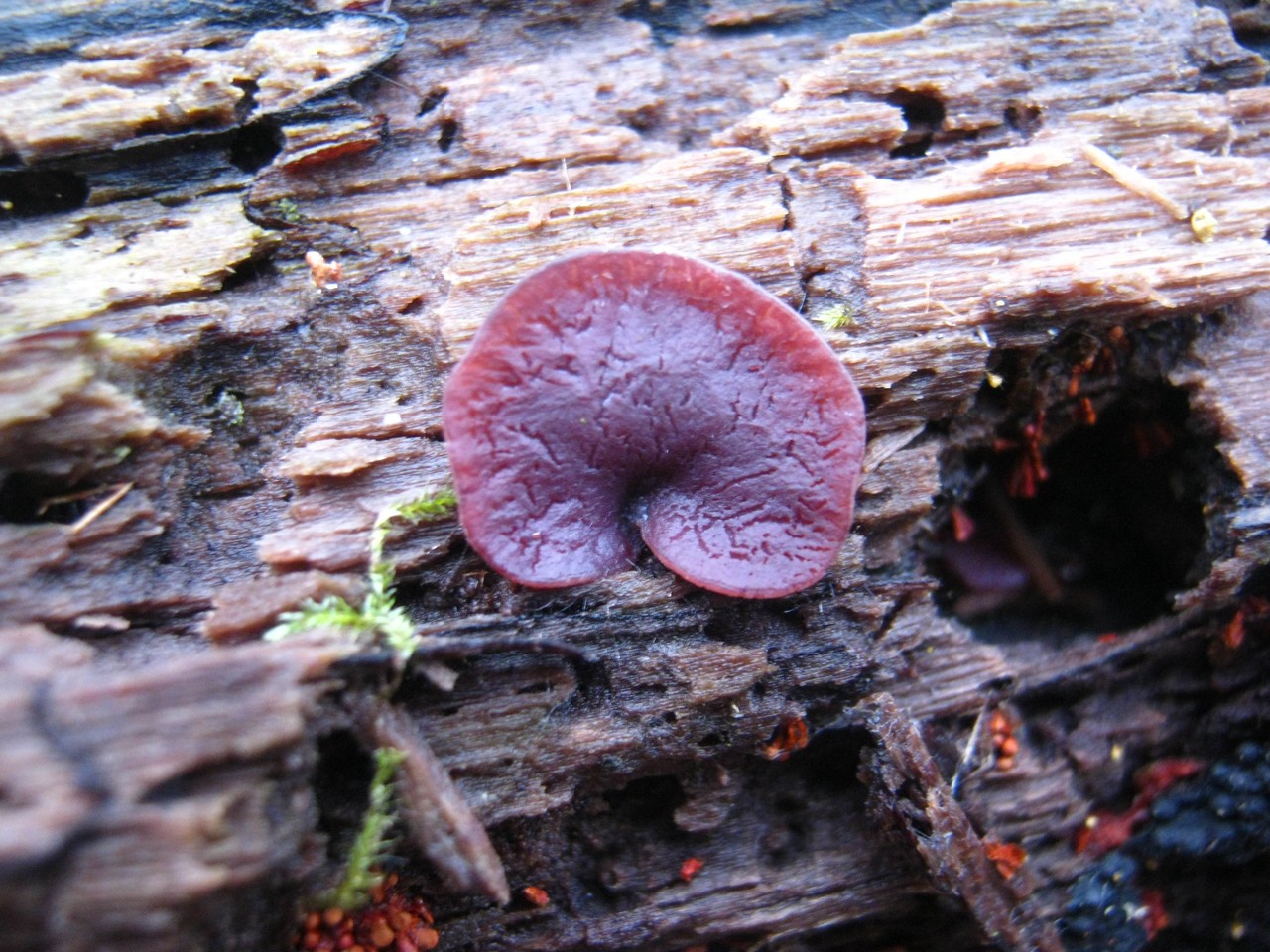 Fleischroter Gallertbecher Natur im Barnim