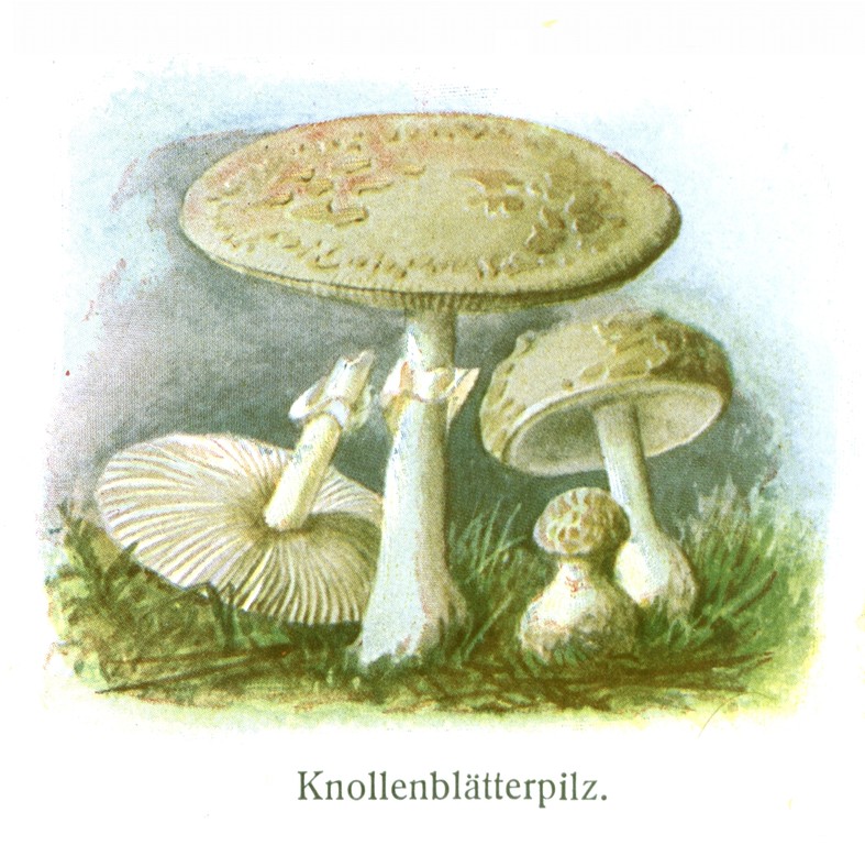 Grüner Knollenblätterpilz (Amanita phalloides).