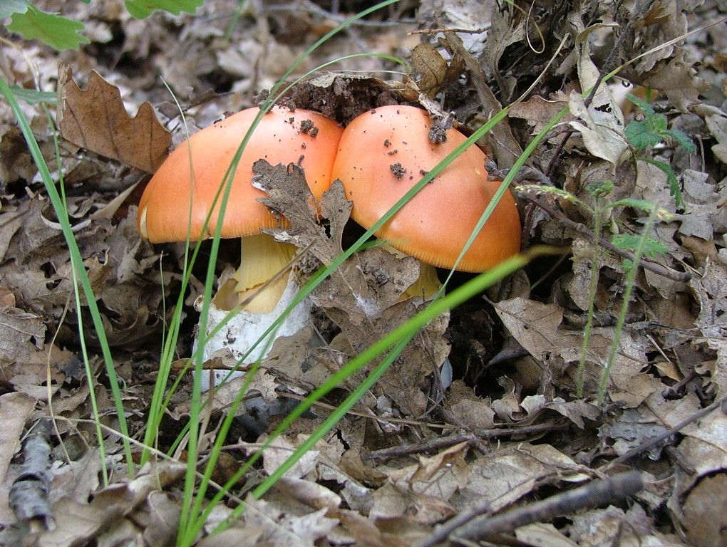 Amanita caesarea. (Toto: Rocco Stasi, Lizenz: CC-BY-3.0)