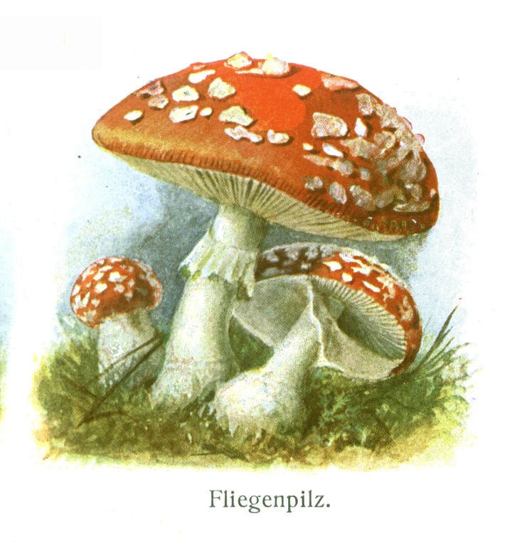 Fliegenpilz (Amanita muscaria).